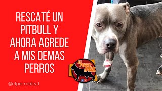 Rescate y Adopte a un perro Tipo bull y ahora agrede a mis demás perros by Elperroideal 4,993 views 1 year ago 6 minutes, 38 seconds