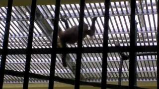 ボルネオオランウータンのハヤト 生後10ヶ月〜Orangutan