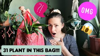 I just rescued a bag full of houseplants from trash containers!