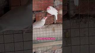 white Java sparrow 🤍#short #video #sarfarazpetcare