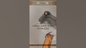 سورة الإخلاص ⚘💙حالات واتس اب دينية ☘ستوريات أنستا Quran status ☘ ♥