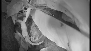 Yawning Striped Possum Shows Off Its Long Tongue