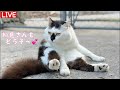 【6/13朝LIVE】『朝からハッピー!おはごわす🌻けいきち&ままきち』みんな、おじゃったもんせ.Welcome.Have a peaceful day!