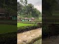 Village Life After Heavy Rain: River Flowing Through Rice Fields 🌾 #Shorts #VillageLife