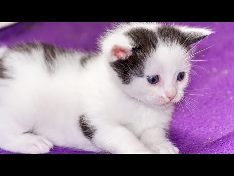 funny-cats---funny-and-cute-baby-cats-videos-compilation-(2018)