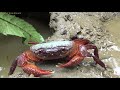 Survival skills: Build trap by mud pit catch crab - Primitive cooking crab for eat