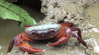 Survival skills: Build trap by mud pit catch crab - Primitive cooking crab for eat