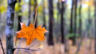 Красивая Природа Осенью, Осенние Пейзажи И Виды. Золотая Осень, Прогулка В Лесу