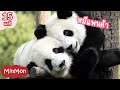 เพลงหมีแพนด้า เพลงเด็กฟังสนุก กับวิดีโอ แสนน่ารักของหมีแพนด้า ตัวจริง ตัวเป็นๆ | MinMon