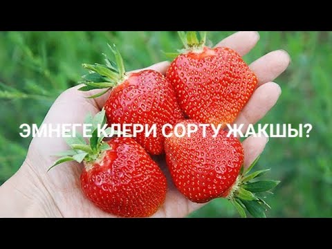 Video: Кулпунайды качан которуш керек, алар мол түшүм алуу үчүн