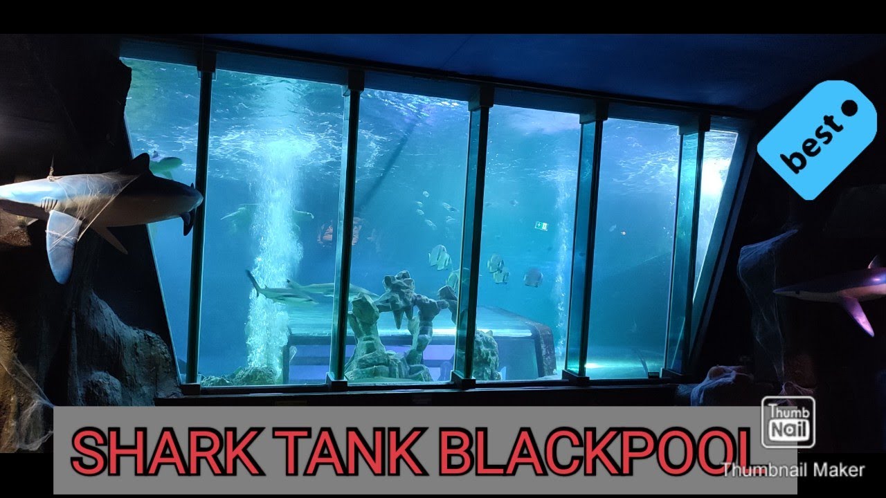 SHARK TANK BLACKPOOL SEA LIFE BLACK & WHITE FIN SHARKS 😯😯 YouTube