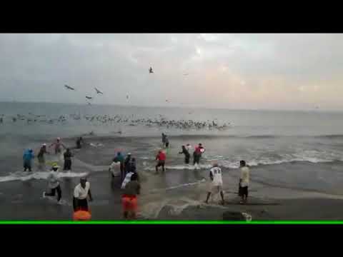 Video: Boquilla Verde. Pesca De Oruga