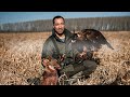 Jackal hunting with Golden Eagle | Лов шакалa са сурим орлом | 4К |