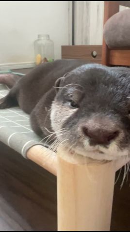 ハンモックで眠くなるベルと、そばにいるビンゴ