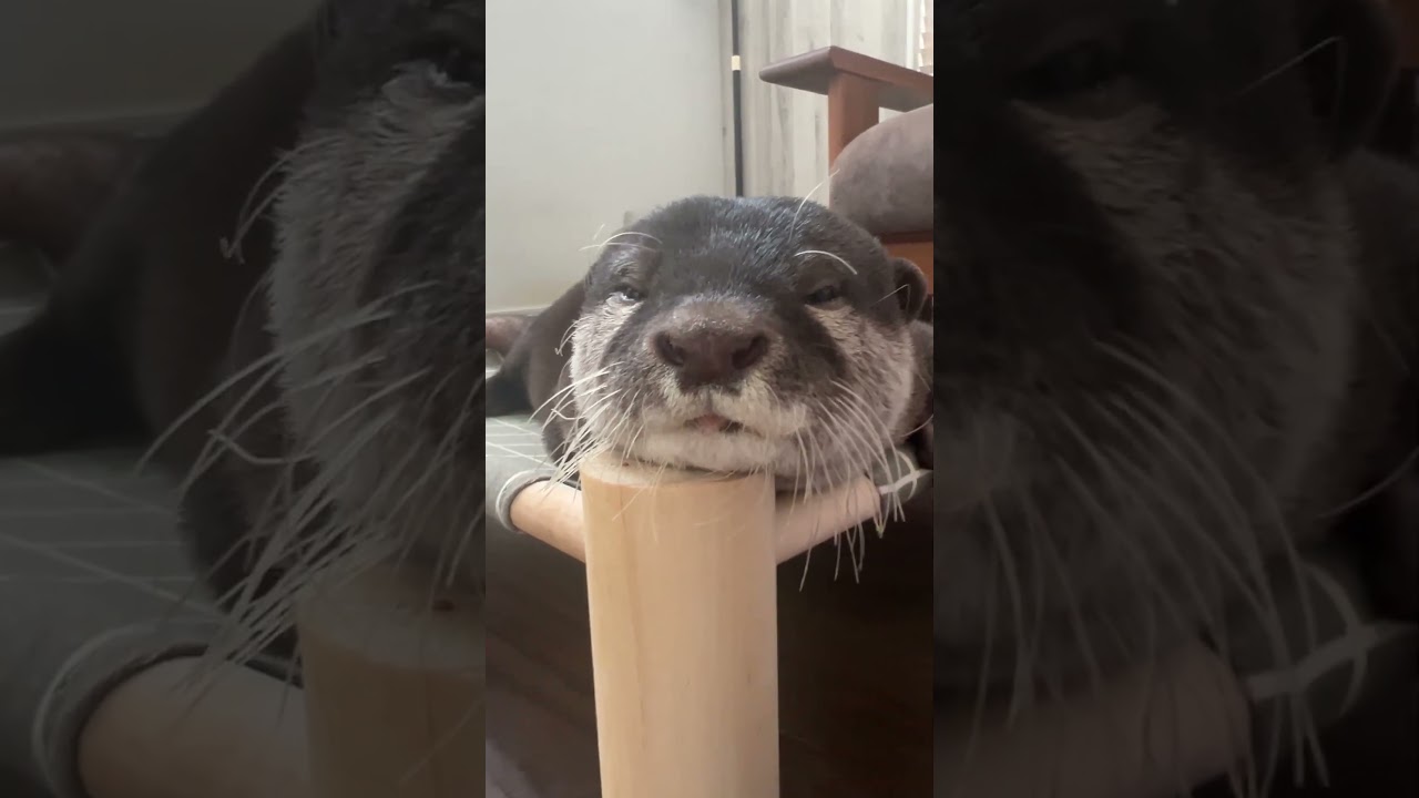 Sleepy Belle in a hammock