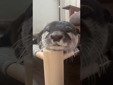 Sleepy Belle in a hammock