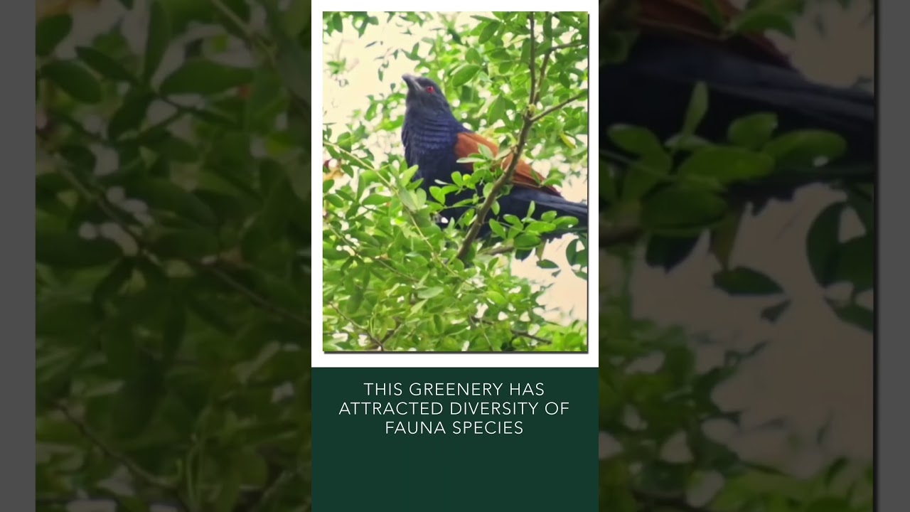 Hiranandani Gardens, Powai: Where Urban Living Meets Serene Nature!