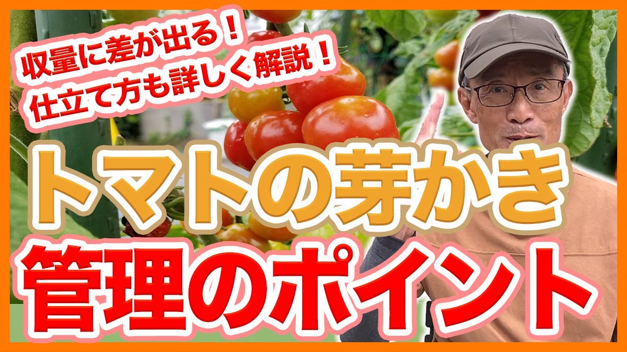 Tips on how to weed out side shoots when growing tomatoes in your
