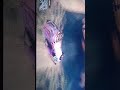 stunt #(number)... I forgot