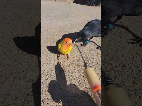 كارلو الاسطورة مع لوكاس ماشاءالله اكسبلور جميل طيور 