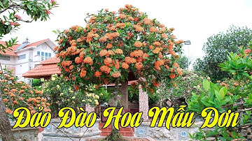 Đảo Đào Hoa Mẫu Đơn Duy Nhất Tại Hà Nội Thu Hút Hàng Ngàn Du Khách Tới Chơi