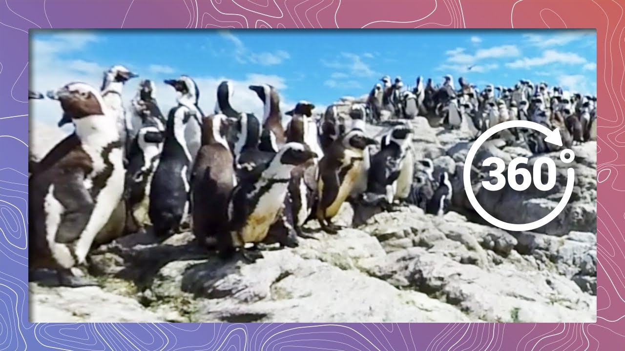 save the world African Penguins on the Rocks in 4K 360 (Wildlife and Nature 2018)