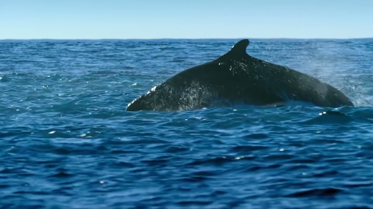 Sainte Vie High Seas (Unofficial Video) YouTube