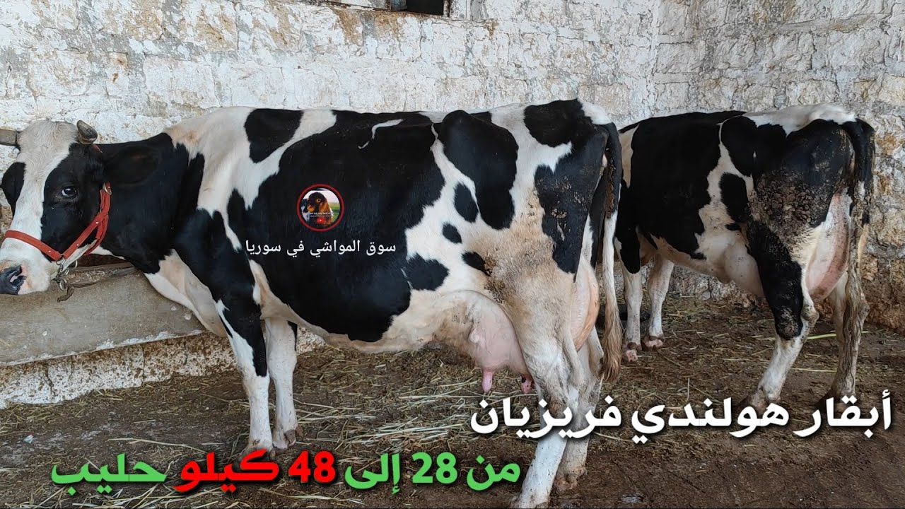 20 بقرة هولندي فريز أصلي | الإنتاج من 28 إلى 48 كيلو حليب | المربي أبو صبوح الحريري: 352681149932 +
