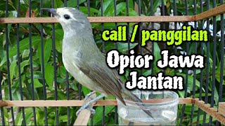 call opior jawa jantan | panggilan burung opior jawa | opior jawa gacor