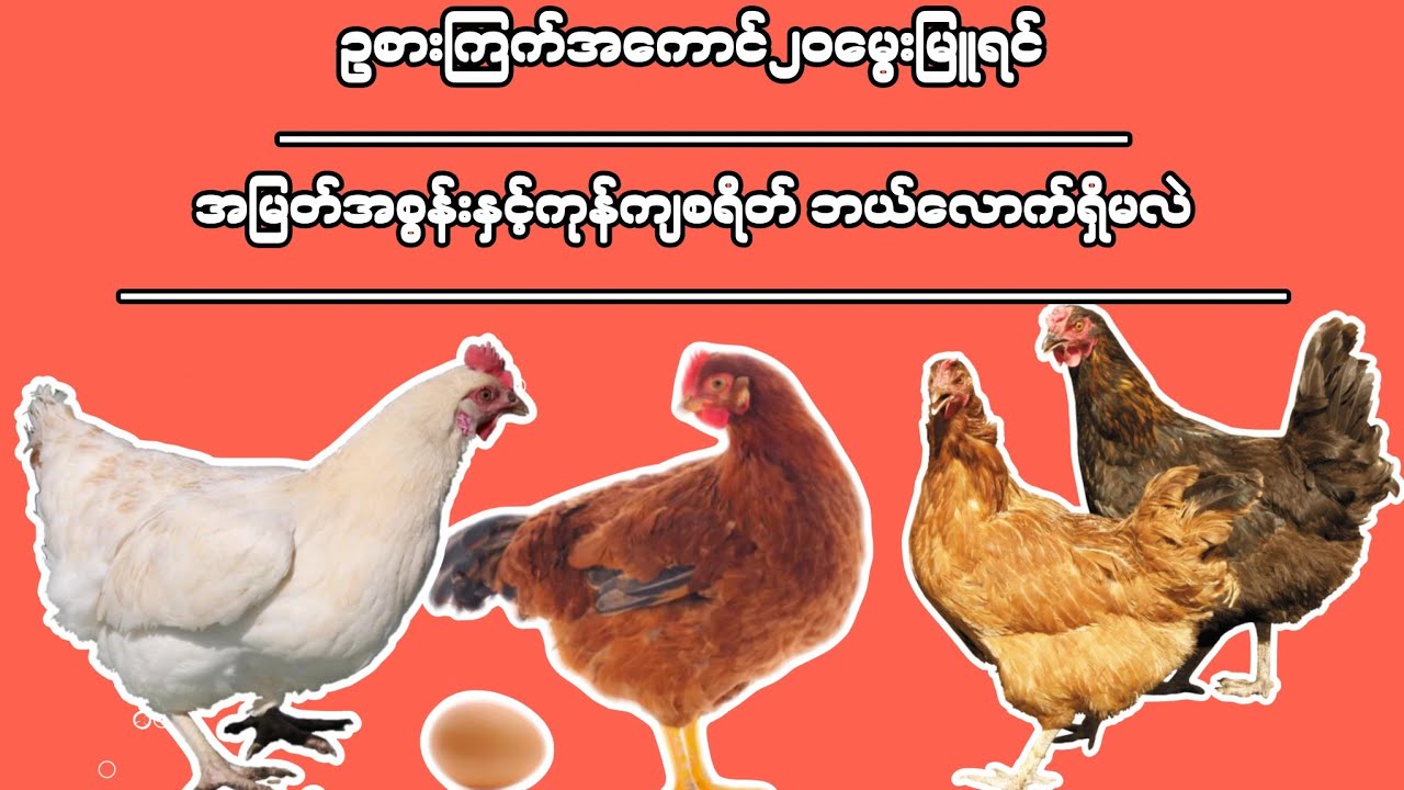 ဥစားကြက်အကောင်၂၀စတင်မွေးမြူမယ်ဆိုရင်ကုန်ကျစရိတ်နှင့်အမြတ်အစွန်းဘယ်လောက်ရှိနိုင်မလဲ?