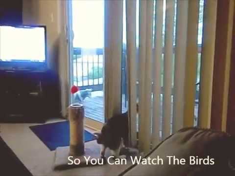 Promises You Make When You Get A Cat Promises You Make When You Get A Cat