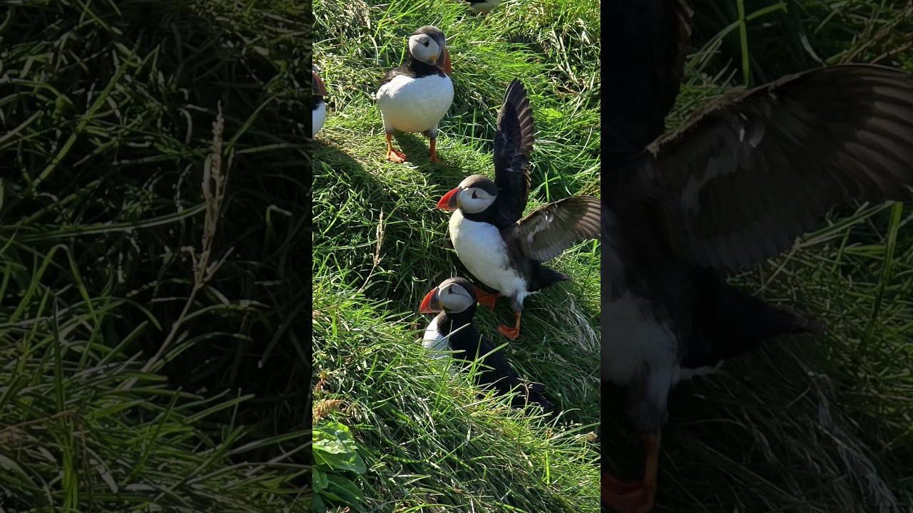 #Puffins - Heimaey, Iceland.  Land of volcanoes and Puffins. #Viking cruise
