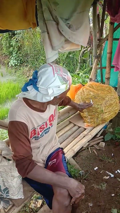 Tanaman Okra Milik Pak Satim Desa Gelang