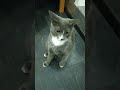 Лëвик Пиздецкий #шортс #кот #котики #коты