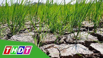 5 tỉnh ĐBSCL công bố tình huống khẩn cấp về hạn, mặn | THDT