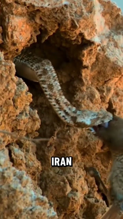 Ular Yang Punya Jebakan #shortvideo #petpalsstory #short #shorts #animals #shortsviral