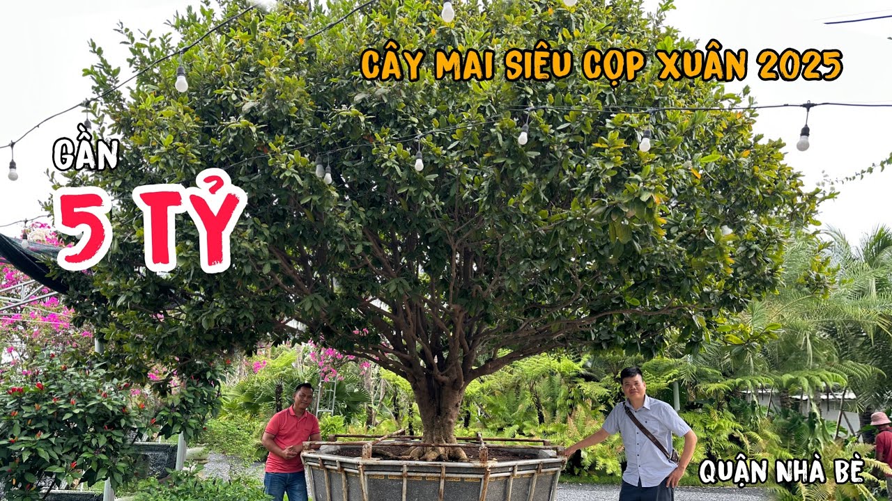 Chiêm Ngưỡng Cây Mai Giá Gần 5 Tỷ Xuân 2025 Tại Nhà Bè 0974030507