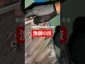 イカが数時間で90匹釣れた方法。 #shorts #shorts