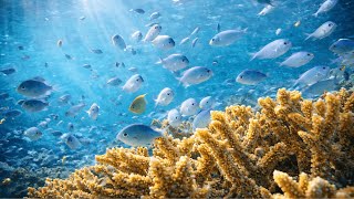 Small Tropical Fish  - Macro Underwater View  🐟  Immersive Natural Soundscape & Acoustic Guitar screenshot 3