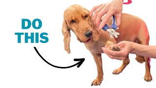 Why Trimming Your Dog's Nails Is Important!