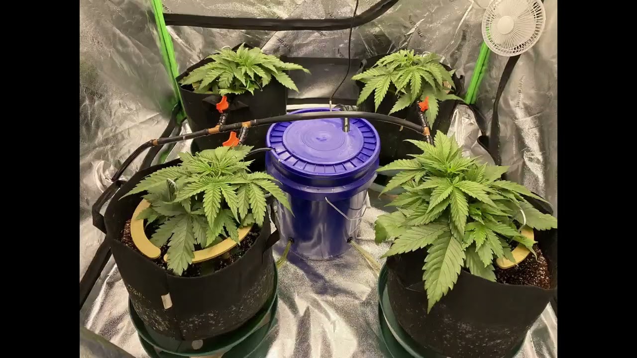 Sweet Pink Grapefruit BX HortiLab Gnostic Seeds Cannabis Indoor grow  Primordial Solutions