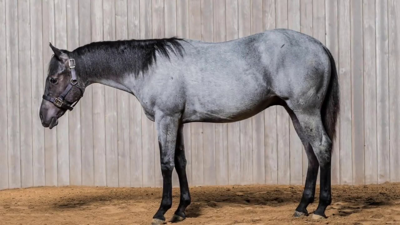 SOLD USU AGGIE BLUE 2017 AQHA STALLION