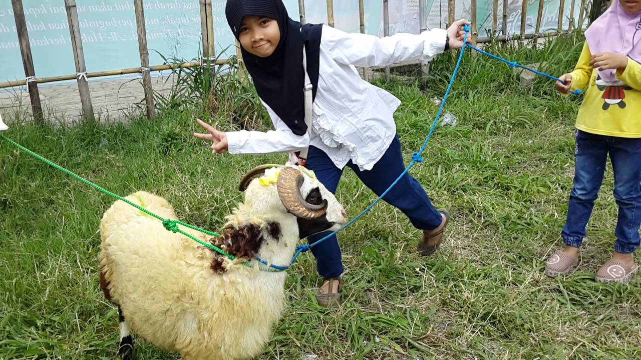Kambing 