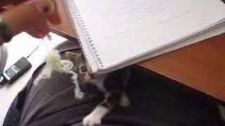 Baby Kaka Chu The String Cat