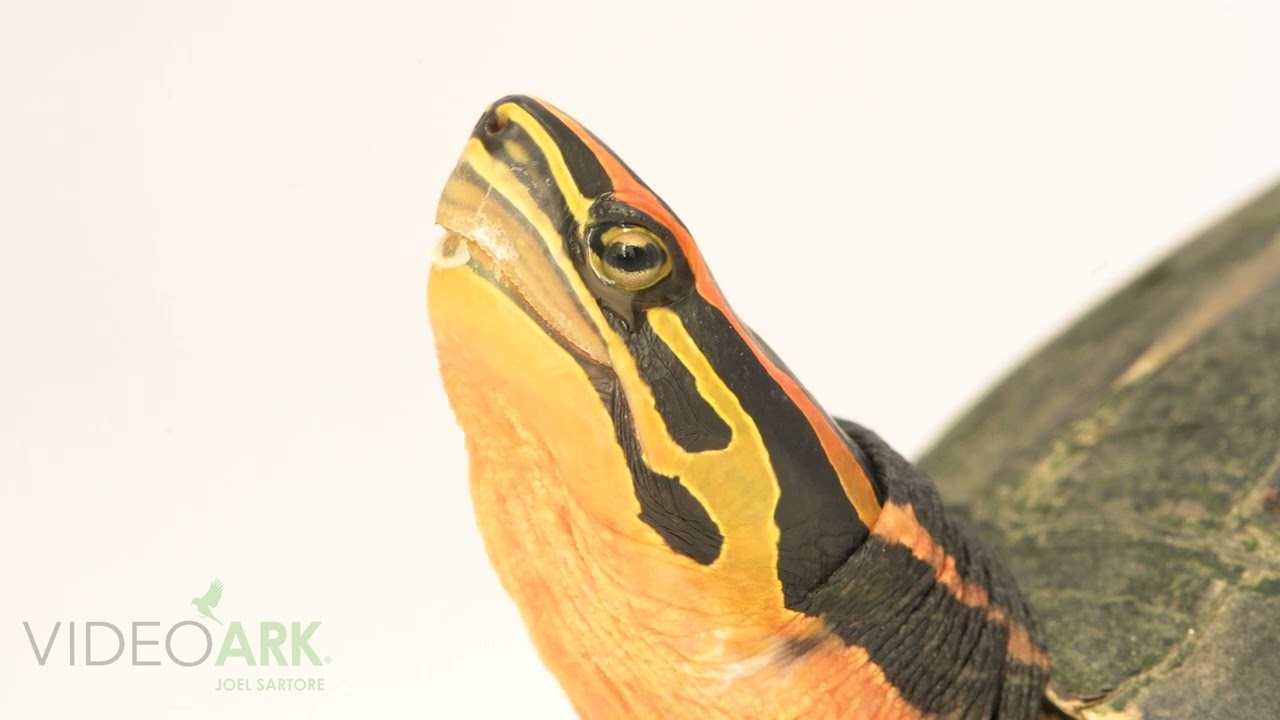 A male Southeast Asian box turtle (Cuora couro kamaroma) at Turtle Island in Graz, Austria.