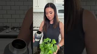 I Treated Two Plants With Love And Hate And This Happened Myhealthydish