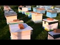 отводок с одной рамки пчелы