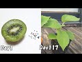 スーパーで買ったキウイを種から育てる/  how to grow kiwi from seeds