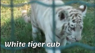 Athens Zoo | White tiger cub