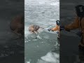 Police save dog from frozen river
